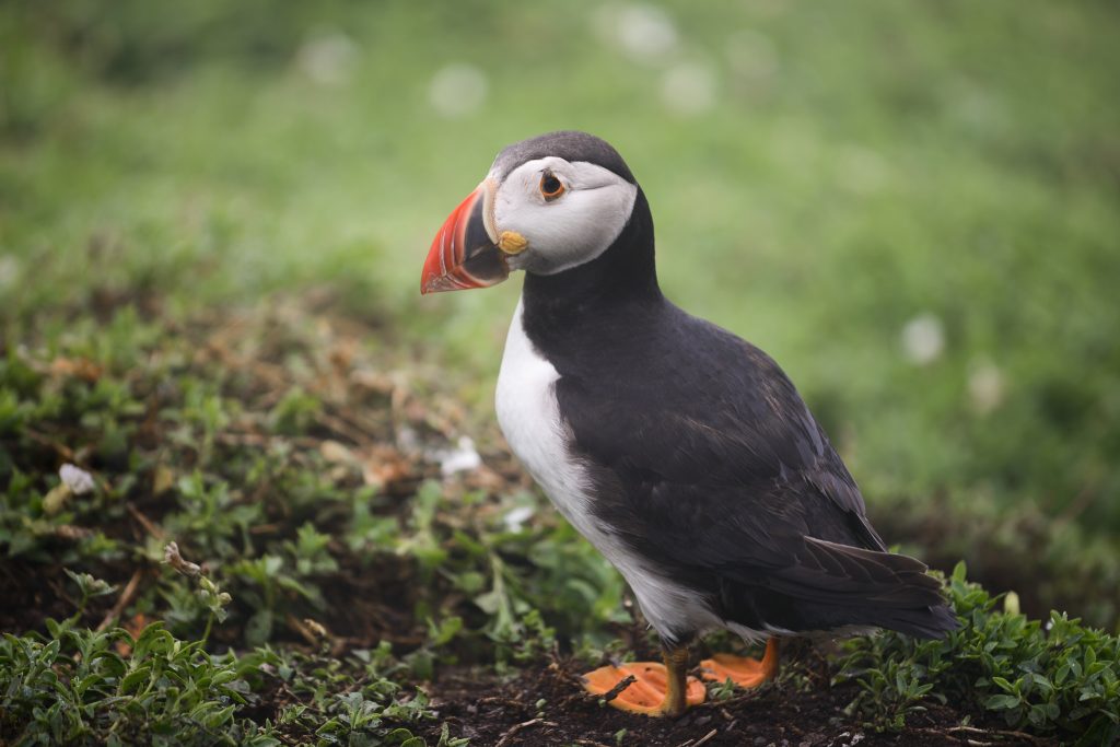 Telephoto and Prime Lenses: Focusing on the Details Telephoto and Prime Lenses: Focusing on the Details